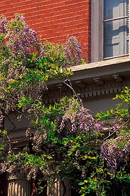 Savannah; Monterrey Square. Mercer House; top of columns; Wisteria [wisteria sinensis]. Location: GA: Chatham County. [ref. to #211.027]