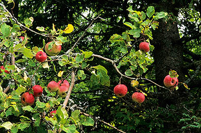 PE: Queens County, Charlotte's Shore Area, Churchill Community, Ripe apples on the bough [Ask for #240.014.]